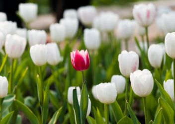 ¿Están las empresas aprovechando la diversidad y la inclusión?