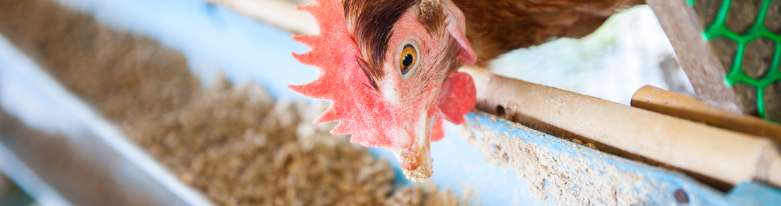 Animal Welfare banner