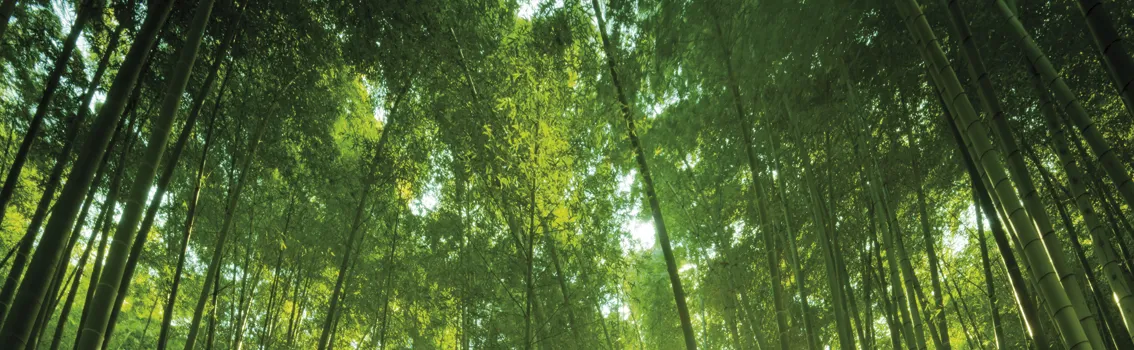  Bosque de bambú medioambiente