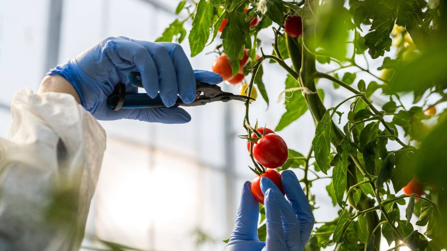 Primer plano de unas manos cortando tomates