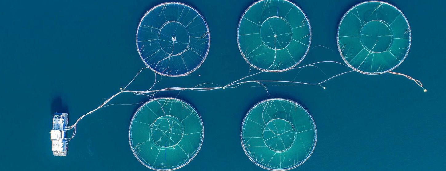 Formación sobre la Cadena de Custodia de MSC y ASC