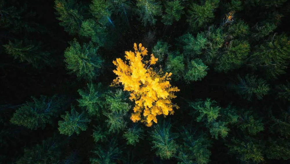 Yellow tree in green forest