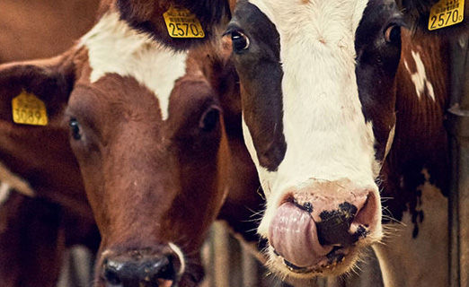 TR_FAMIQS_1134x300-image