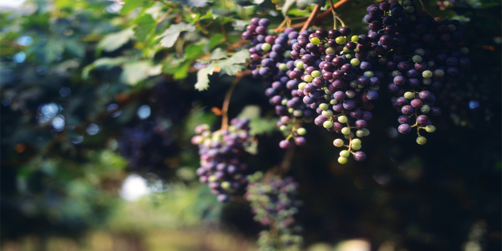 uvas en los árboles