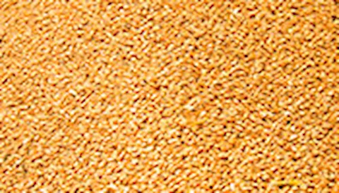 Norma GLOBALG.A.P. para Fabricación de Alimentos para Animales (CFM)