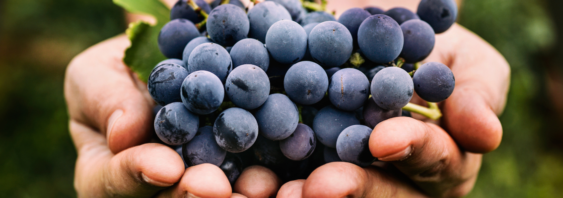 manos que sostienen uvas
