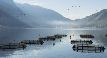 GLOBALG.A.P IFA  Acuicultura versión 6