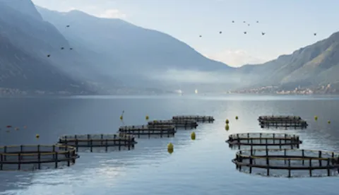 GLOBALG.A.P IFA  Acuicultura versión 6