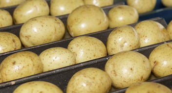 GLOBALG.A.P IFA Plants versión 6