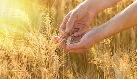 Webinar: Seguridad Alimentaria