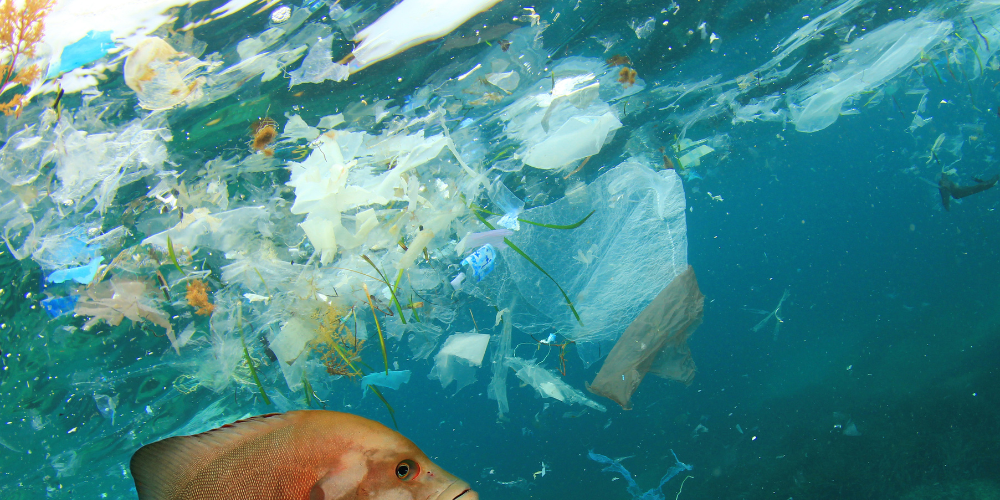 Fish and plastic pollution in sea. Microplastics contaminate seafood