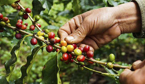 Certificación de proceso de la cadena de suministro responsable