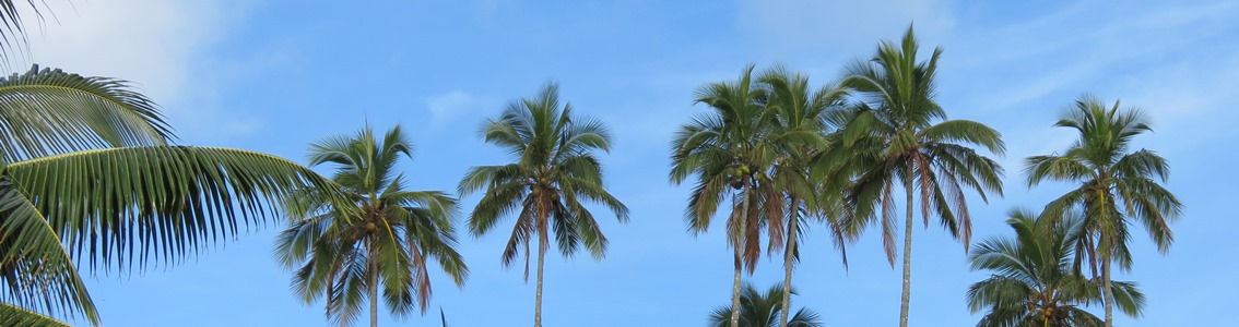 RSPO - Roundtable for Sustainable Palm Oil