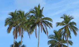 Norma de la Mesa Redonda sobre Aceite de Palma Sostenible (RSPO)